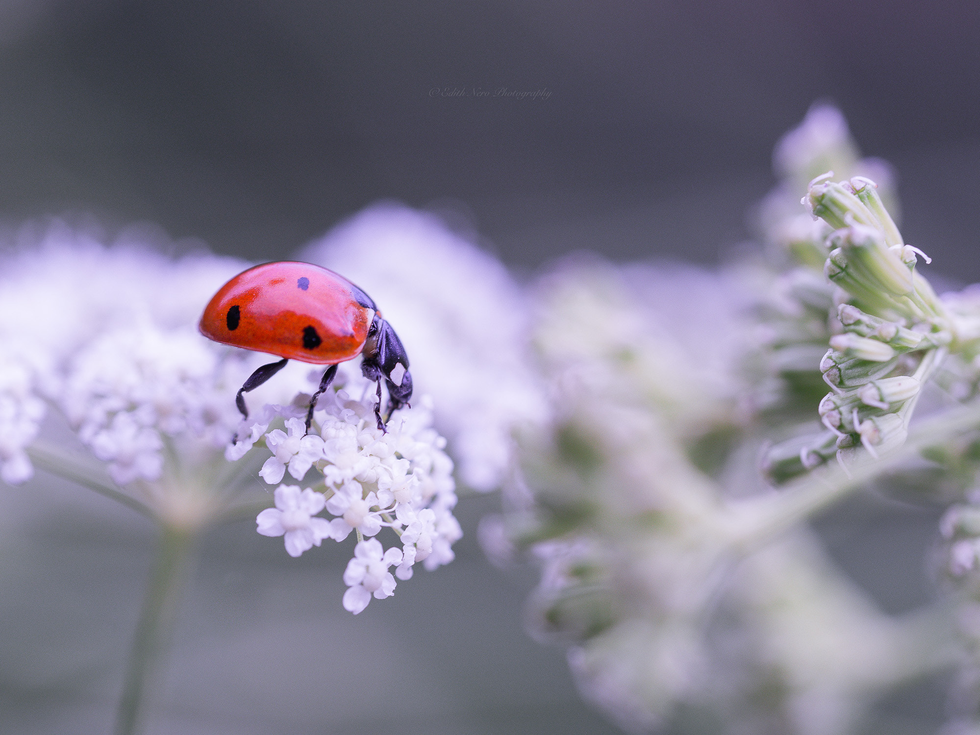 red and white by edithnero | 500px