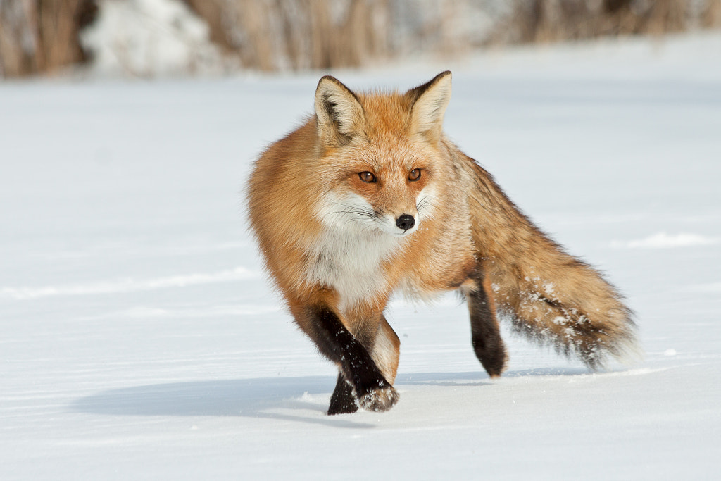  10 Interesting Facts About Red Foxes | Red Fox | Diet, Behavior, and Adaptations
