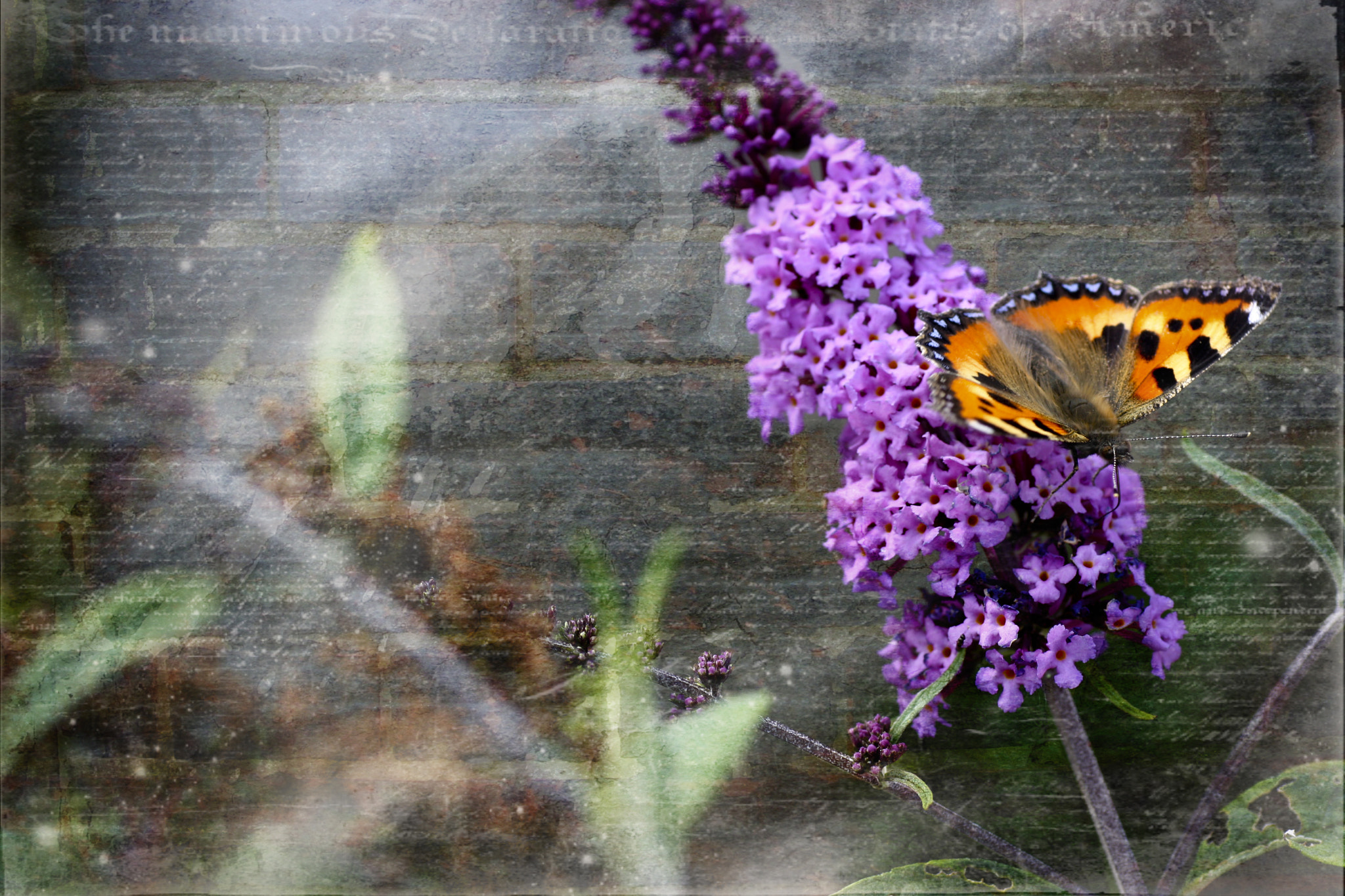 ~ ein schmetterling sein ~