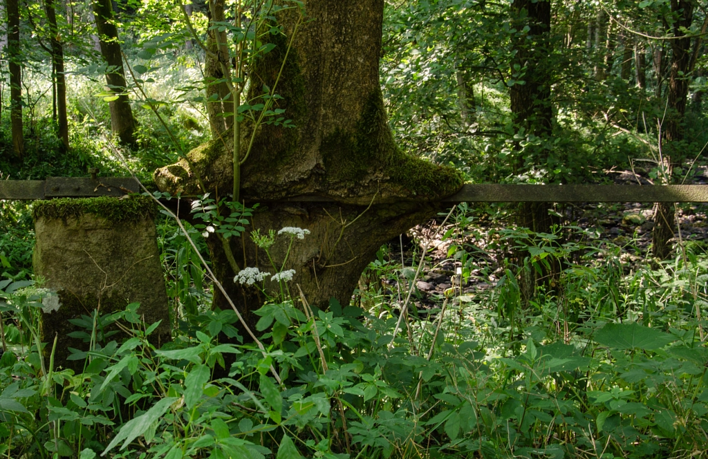 tree III von dirk derbaum auf 500px.com