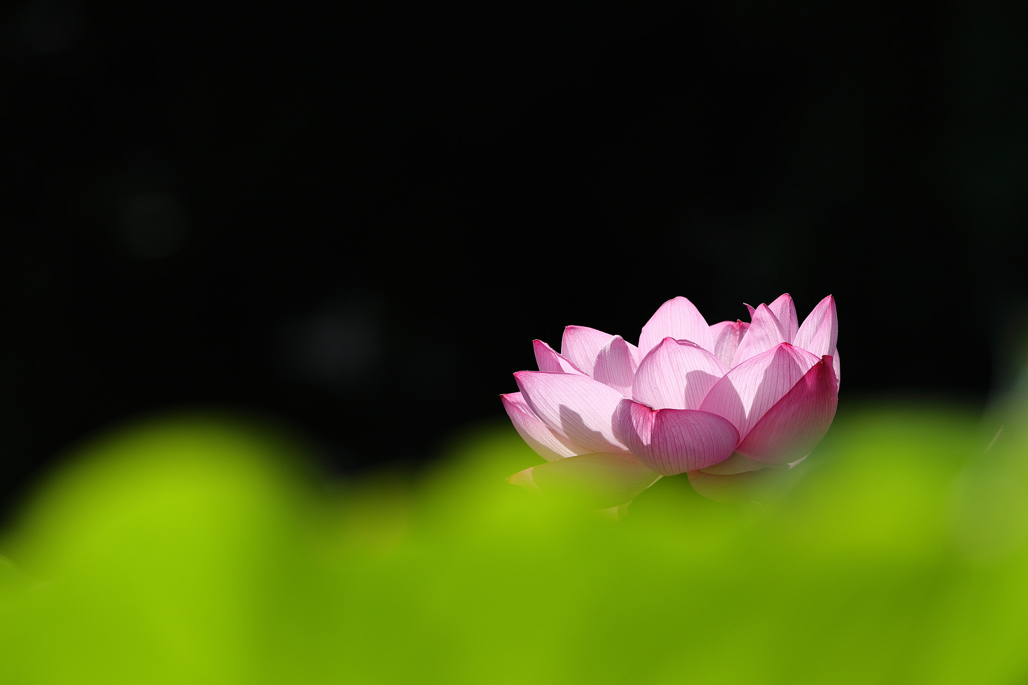Lotus 0039