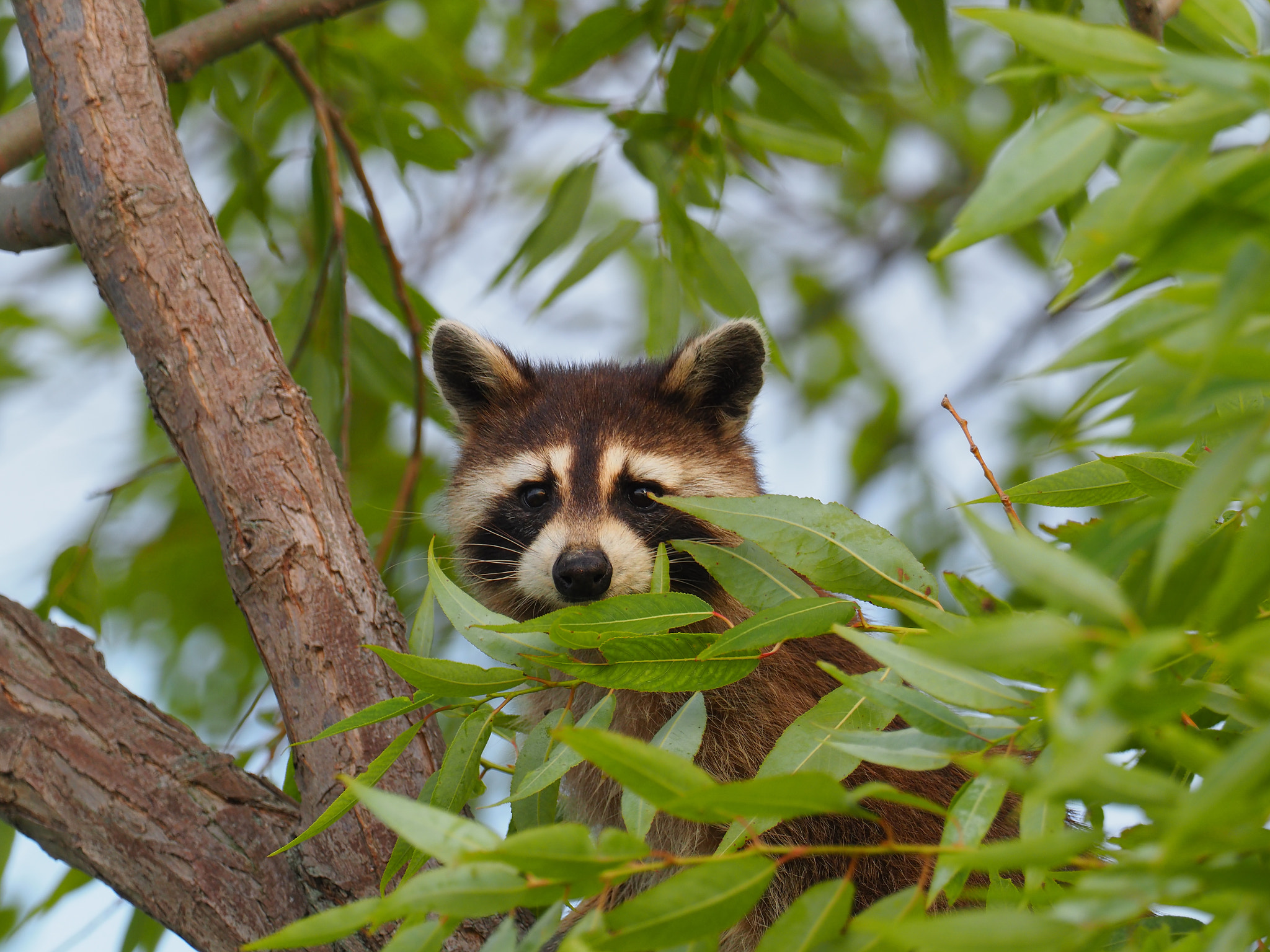 Koala Bear Burgler