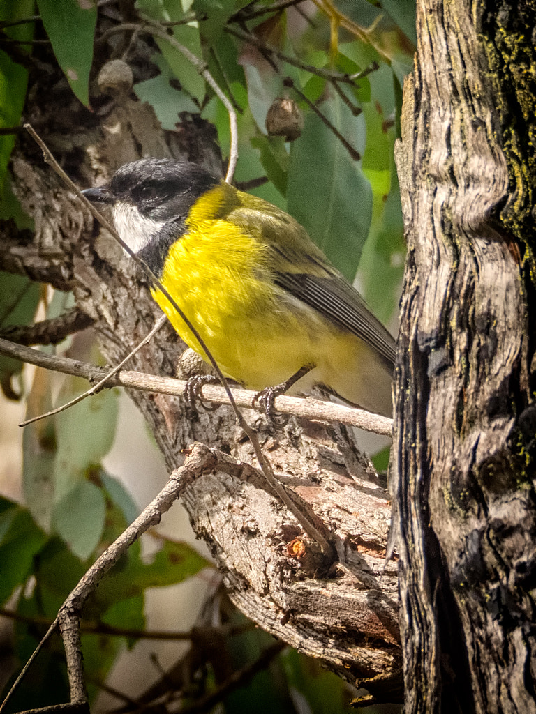 Lake Leschenaultia Lakeside Walk by Paul Amyes on 500px.com