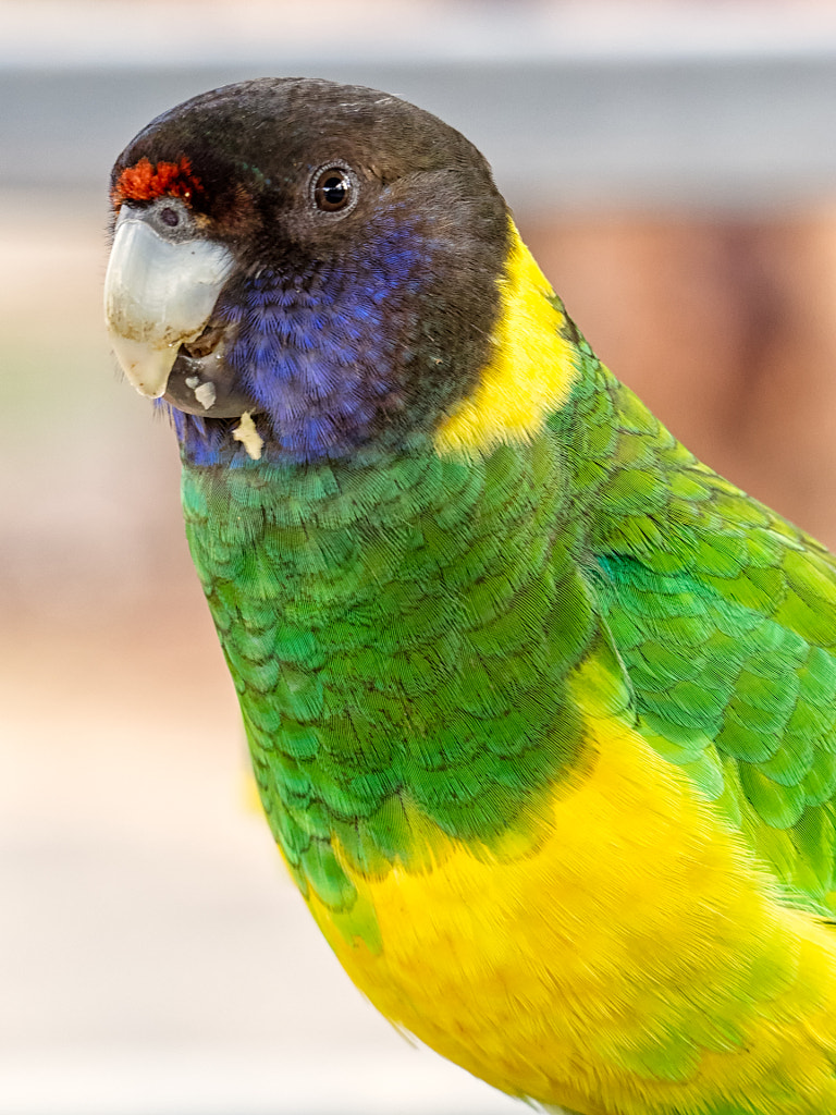 Lake Leschenaultia Lakeside Walk by Paul Amyes on 500px.com