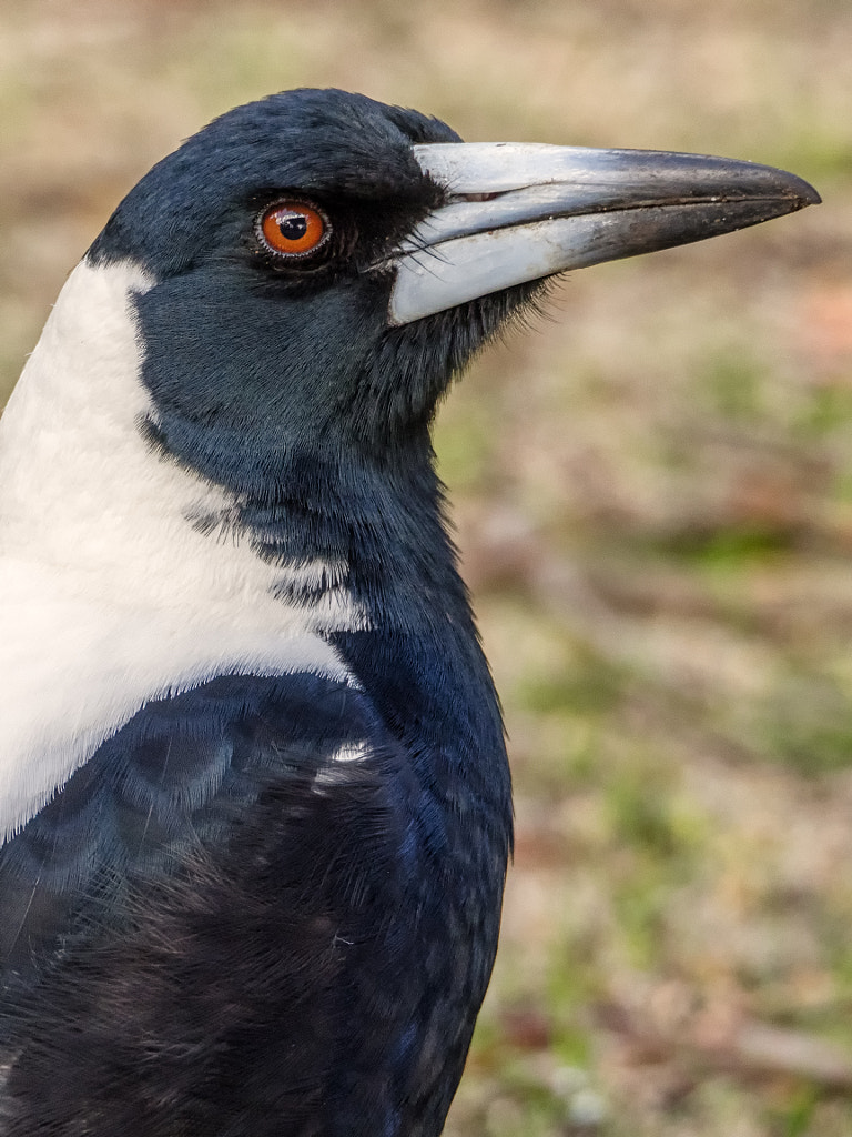 Lake Leschenaultia Lakeside Walk by Paul Amyes on 500px.com