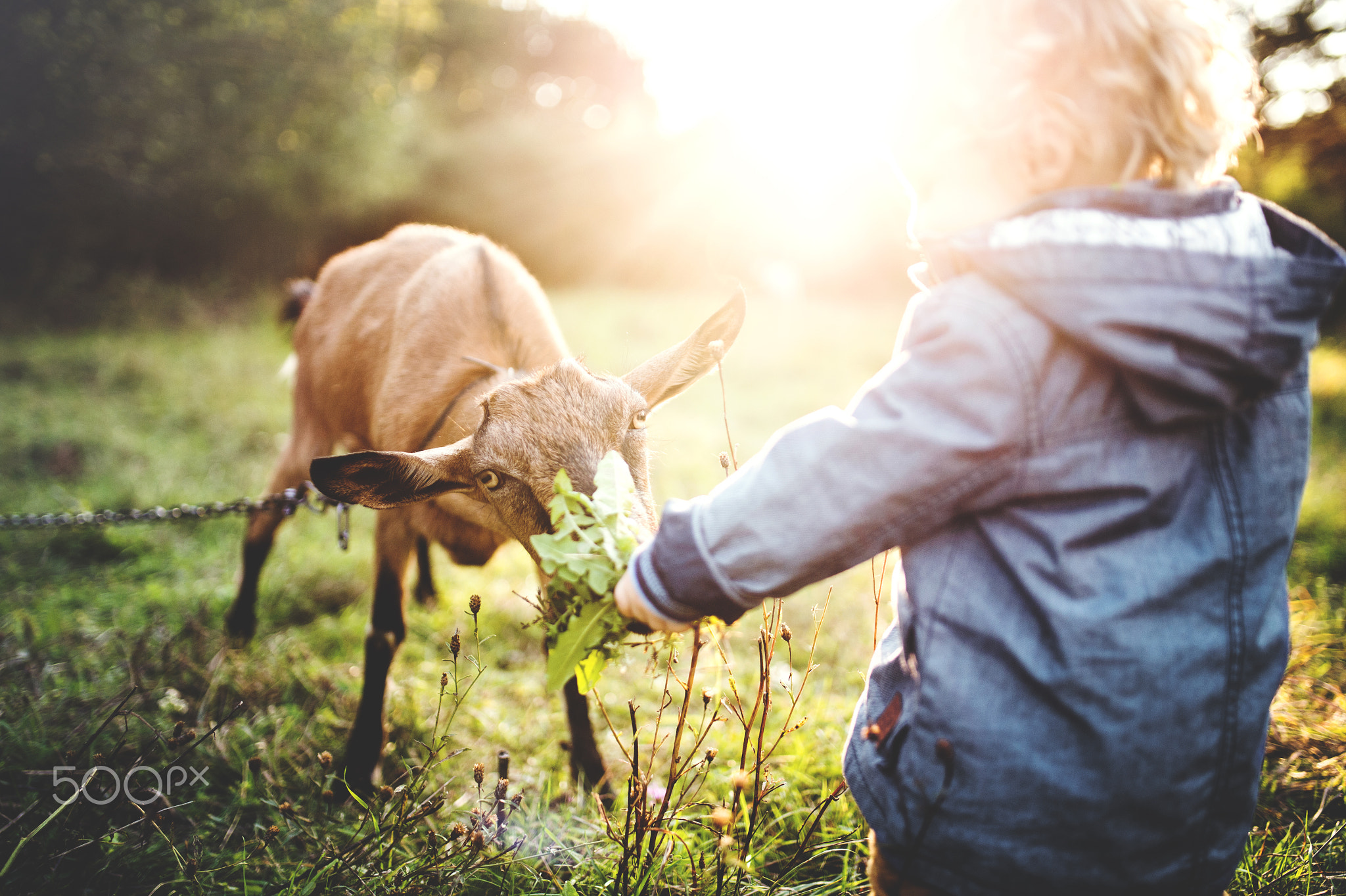 A little toddler boy feeding a goat outdoors on a meadow at sunset.