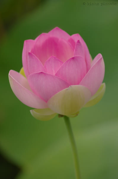 Sacred Lotus