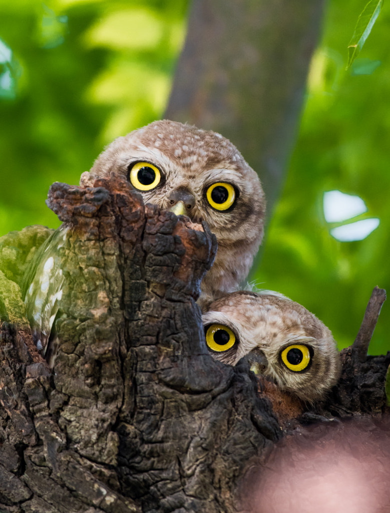 The staring eyes by Trikansh Sharma on 500px.com