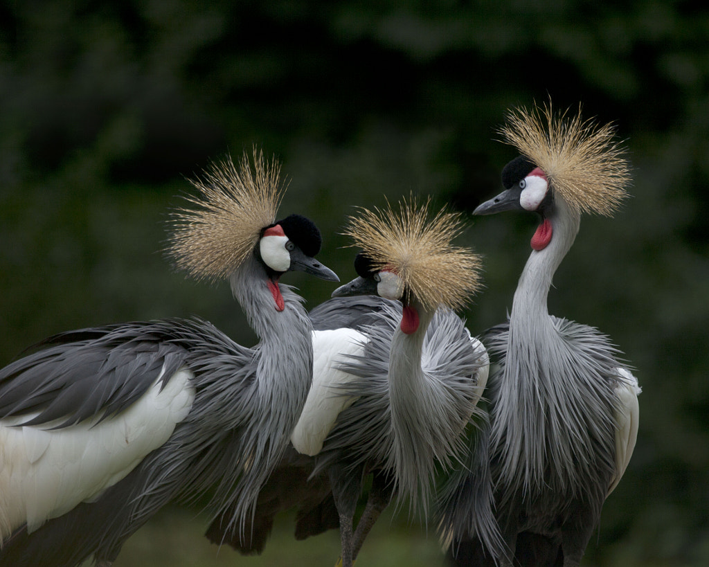 Three cranes by Andre Villeneuve on 500px.com