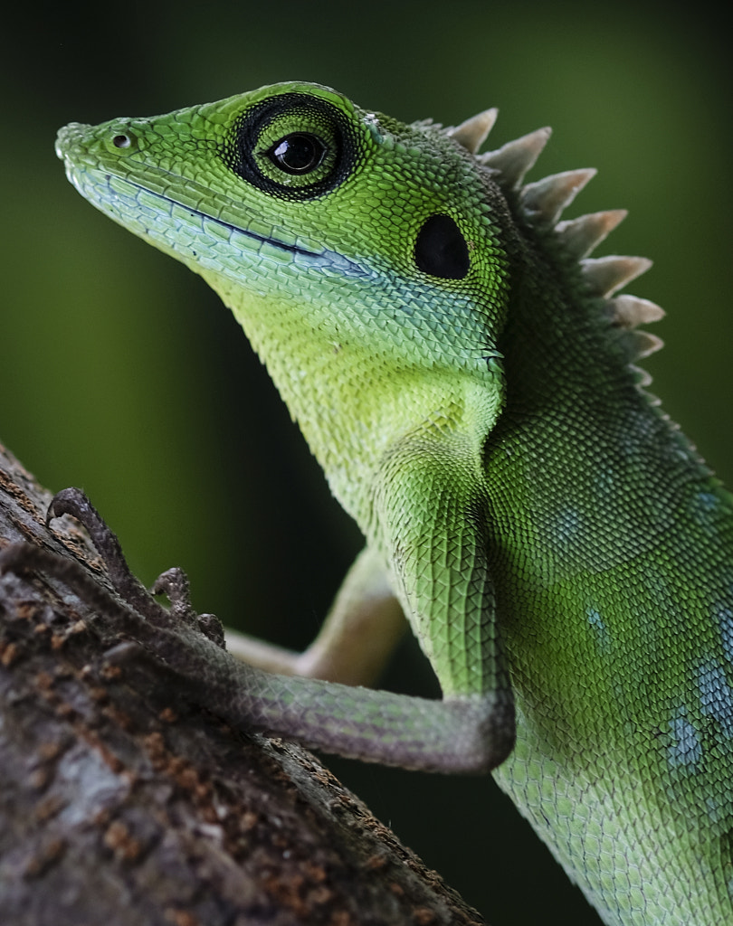 Small Friend by F_lk B__mb_ch on 500px.com