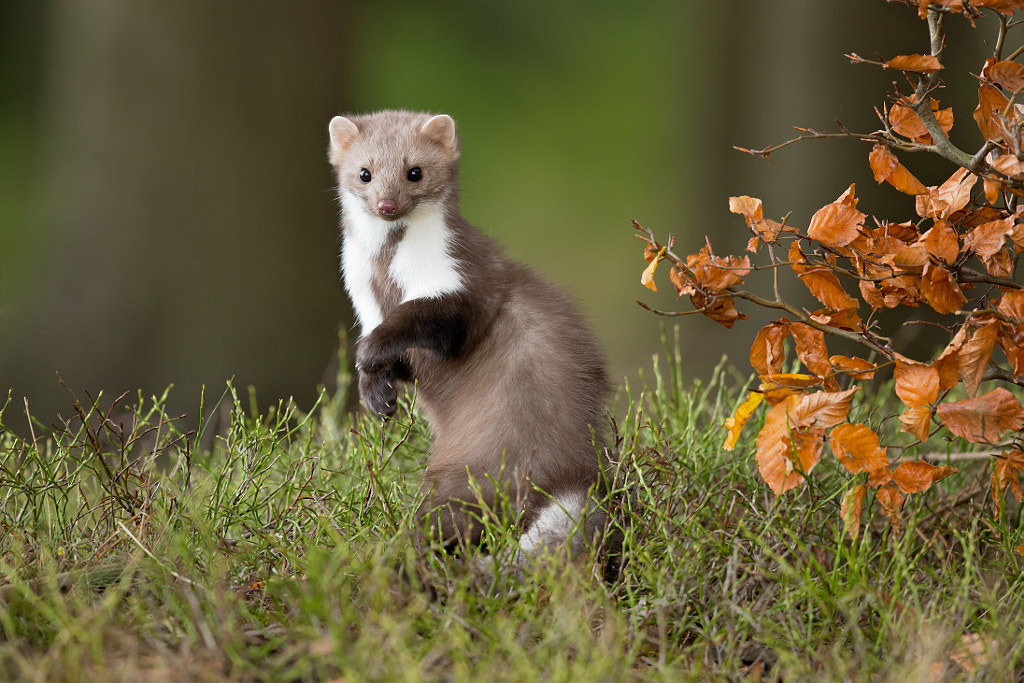 European Pine Marten by Milan Zygmunt on 500px.com