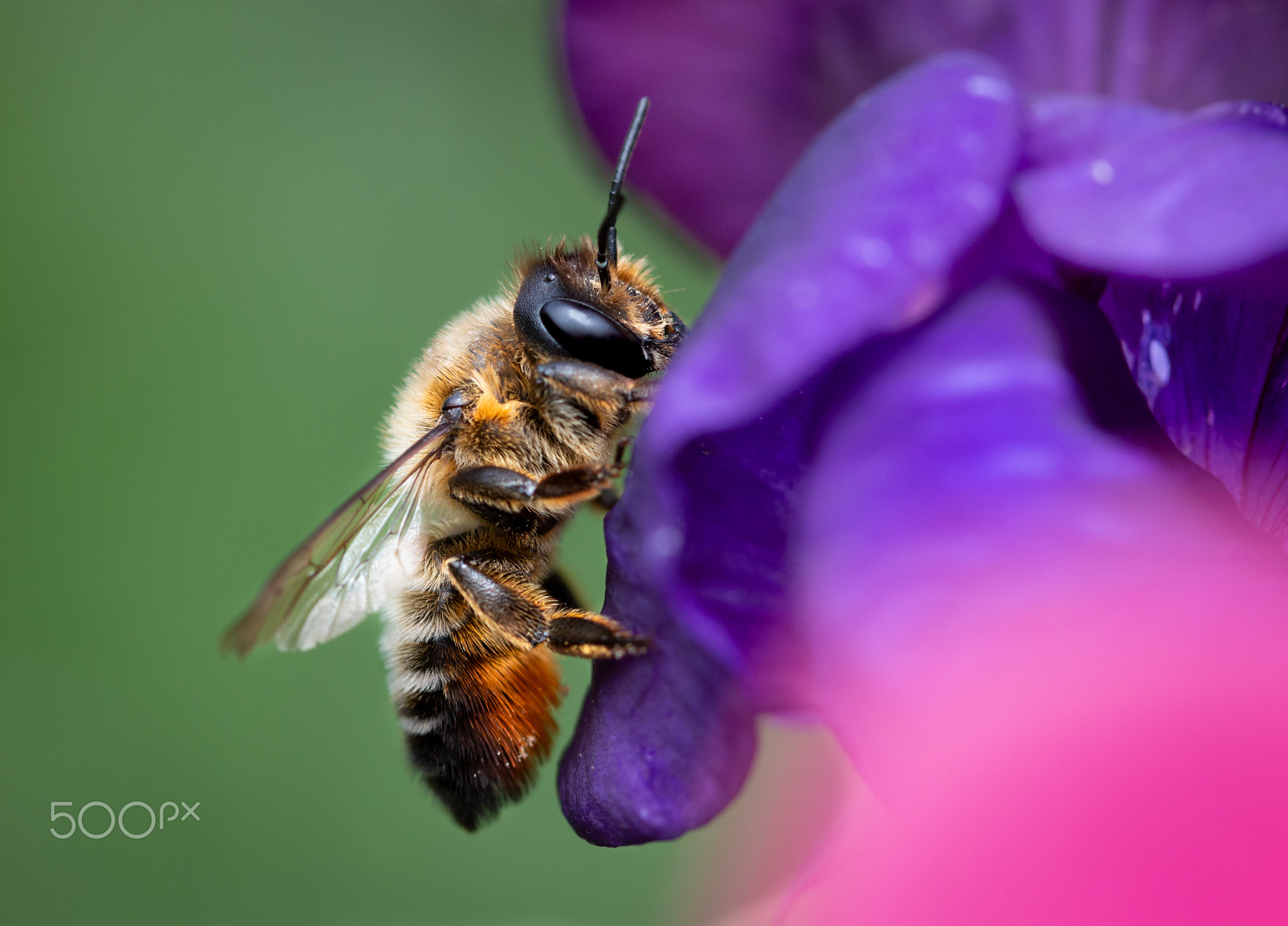 Honey Bee