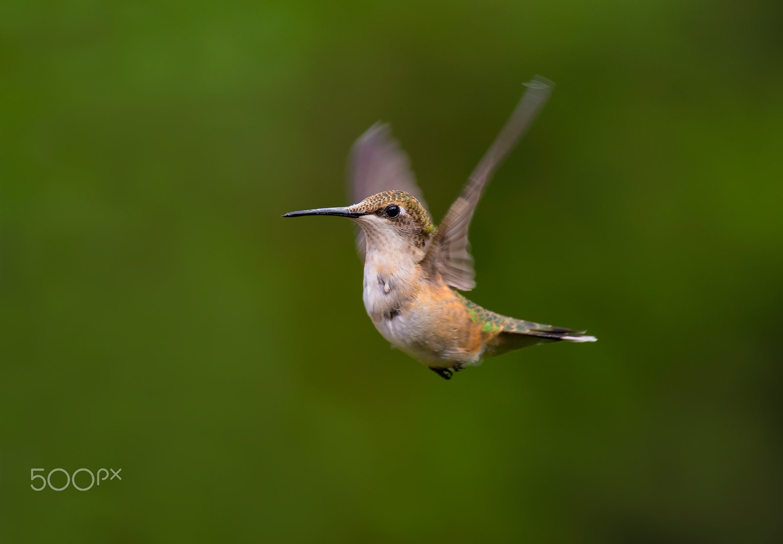 Ruby-Throated Hummingbird hovering