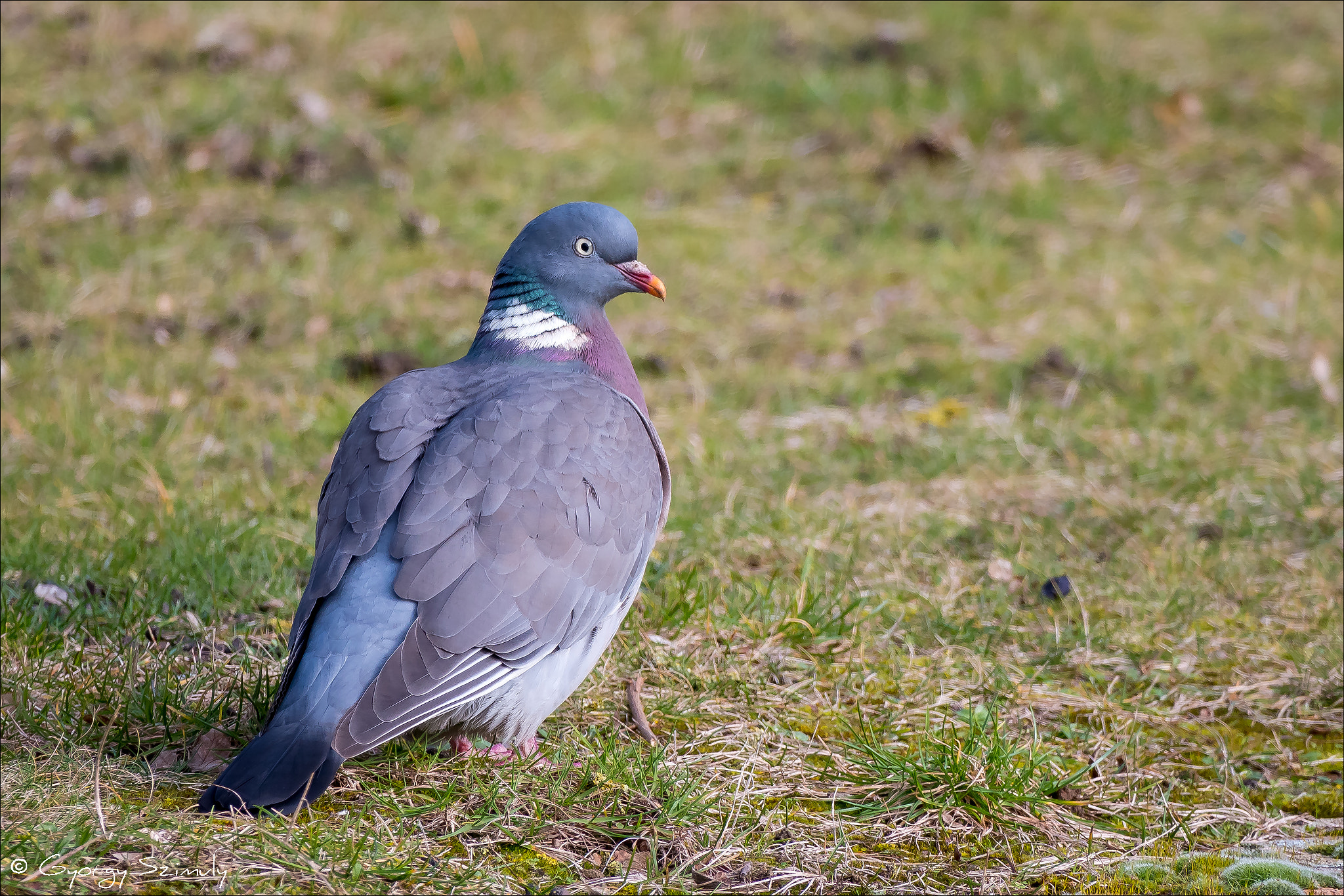 Common Wood Pigeon (Columba palumbus palumbus) by Szimuly / 500px