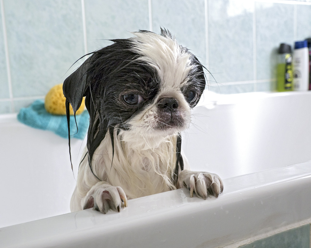 Bath time by Geoff Griffiths on 500px.com