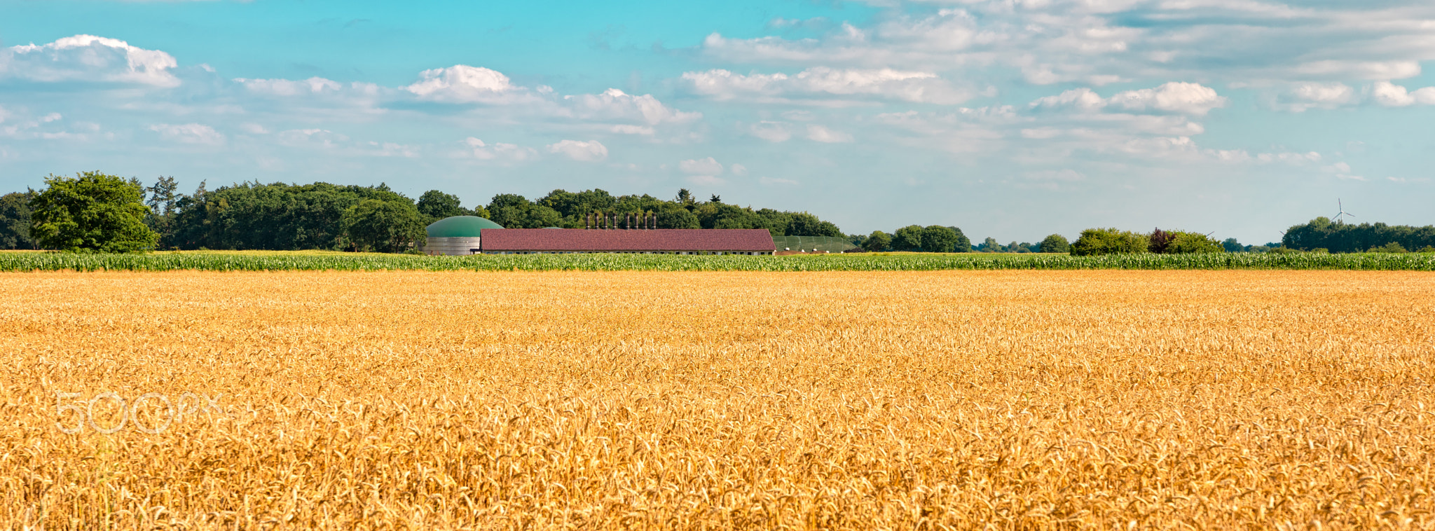 ripe cereals on the big field just before harvesting