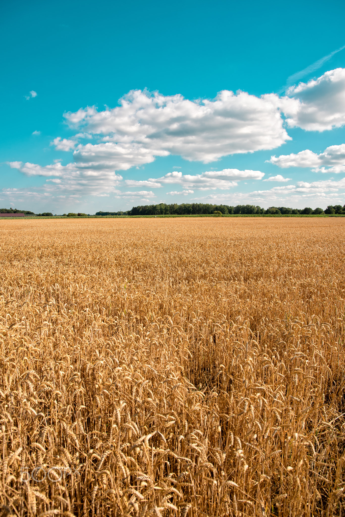 ripe cereals on the big field just before harvesting