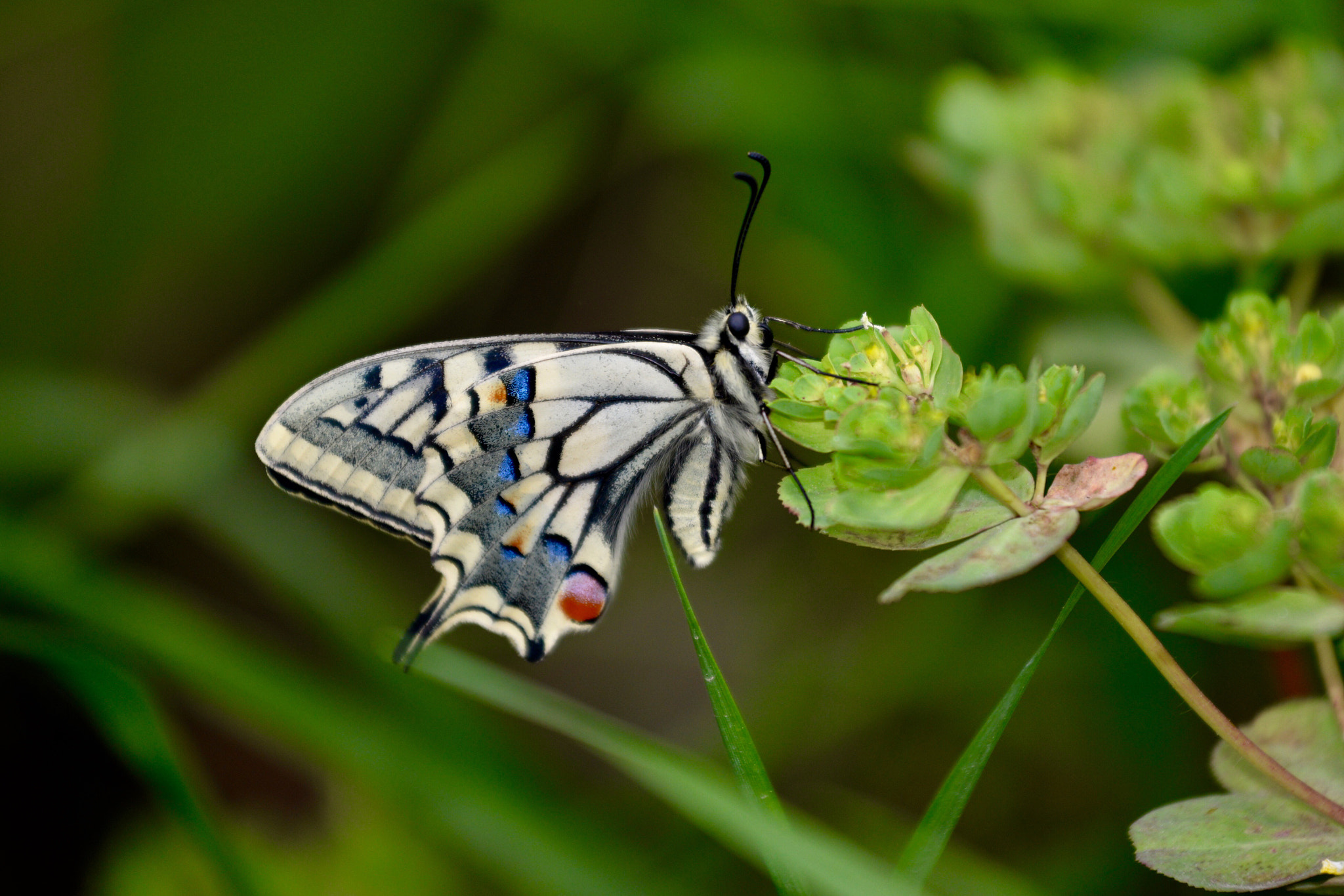 Butterfly-Papilio machaon