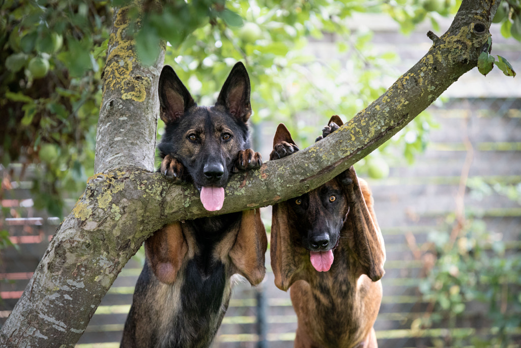 Funny dog trick by Inuk  dutch shepherd  on 500px.com