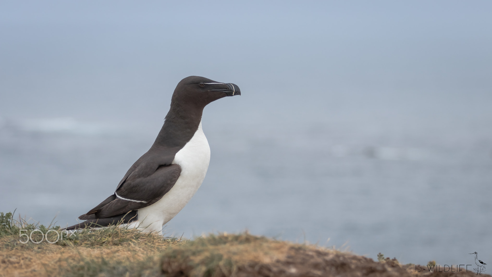 Razorbill