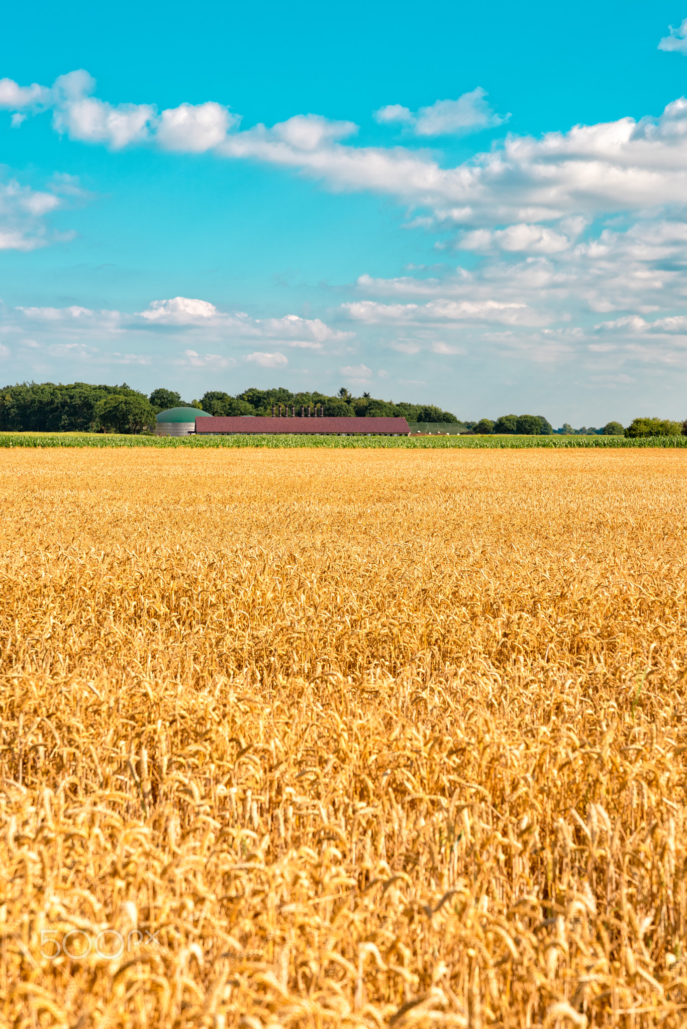 ripe cereals on the big field just before harvesting