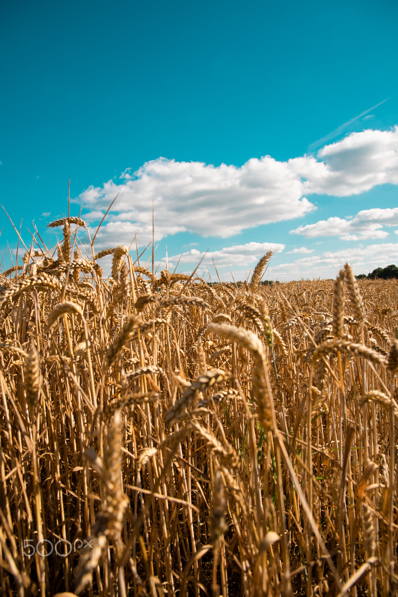 ripe cereals on the big field just before harvesting