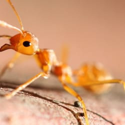 Ant Control Exterminator Roanoke VA killinger pest solutions