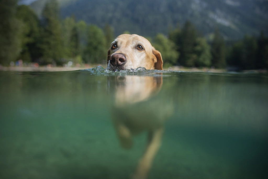 Hunter by Anne Geier on 500px.com