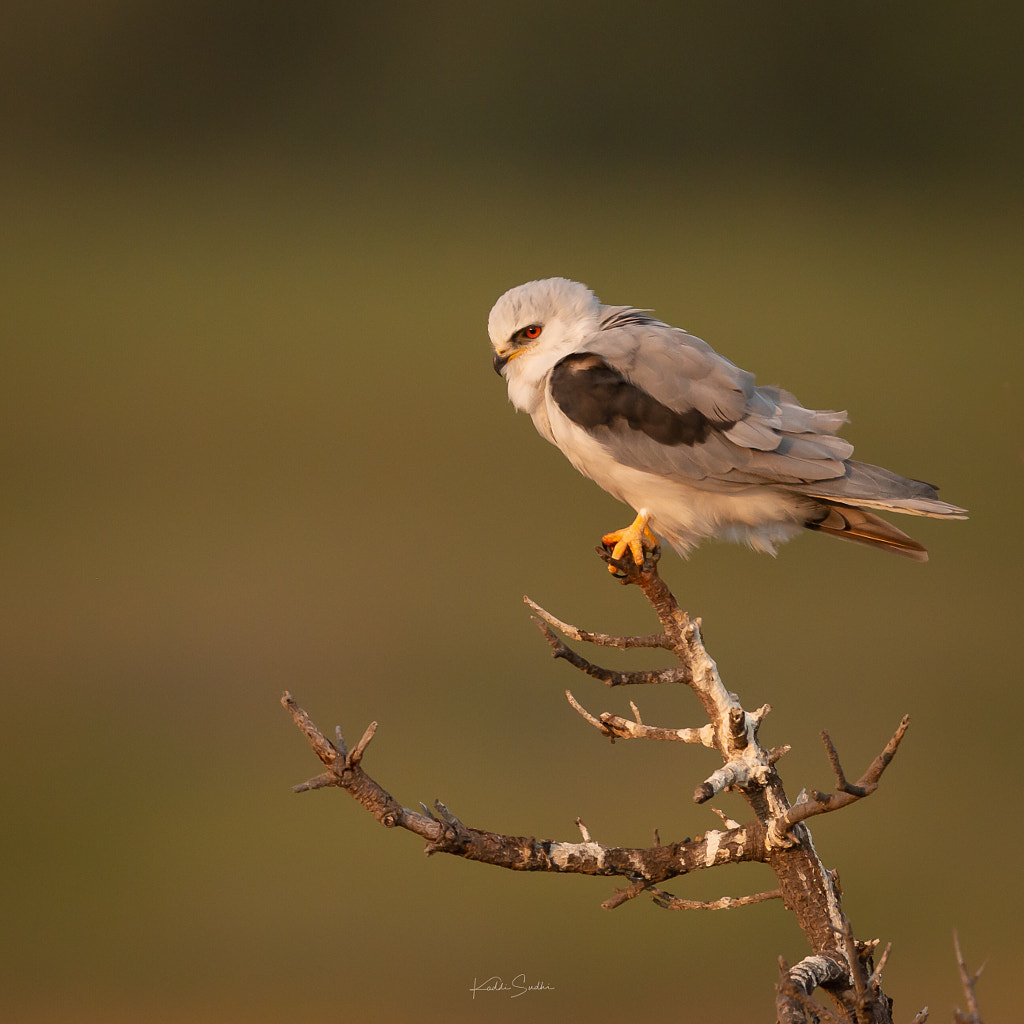 White tailed Kite by Kaddi Sudhi on 500px.com