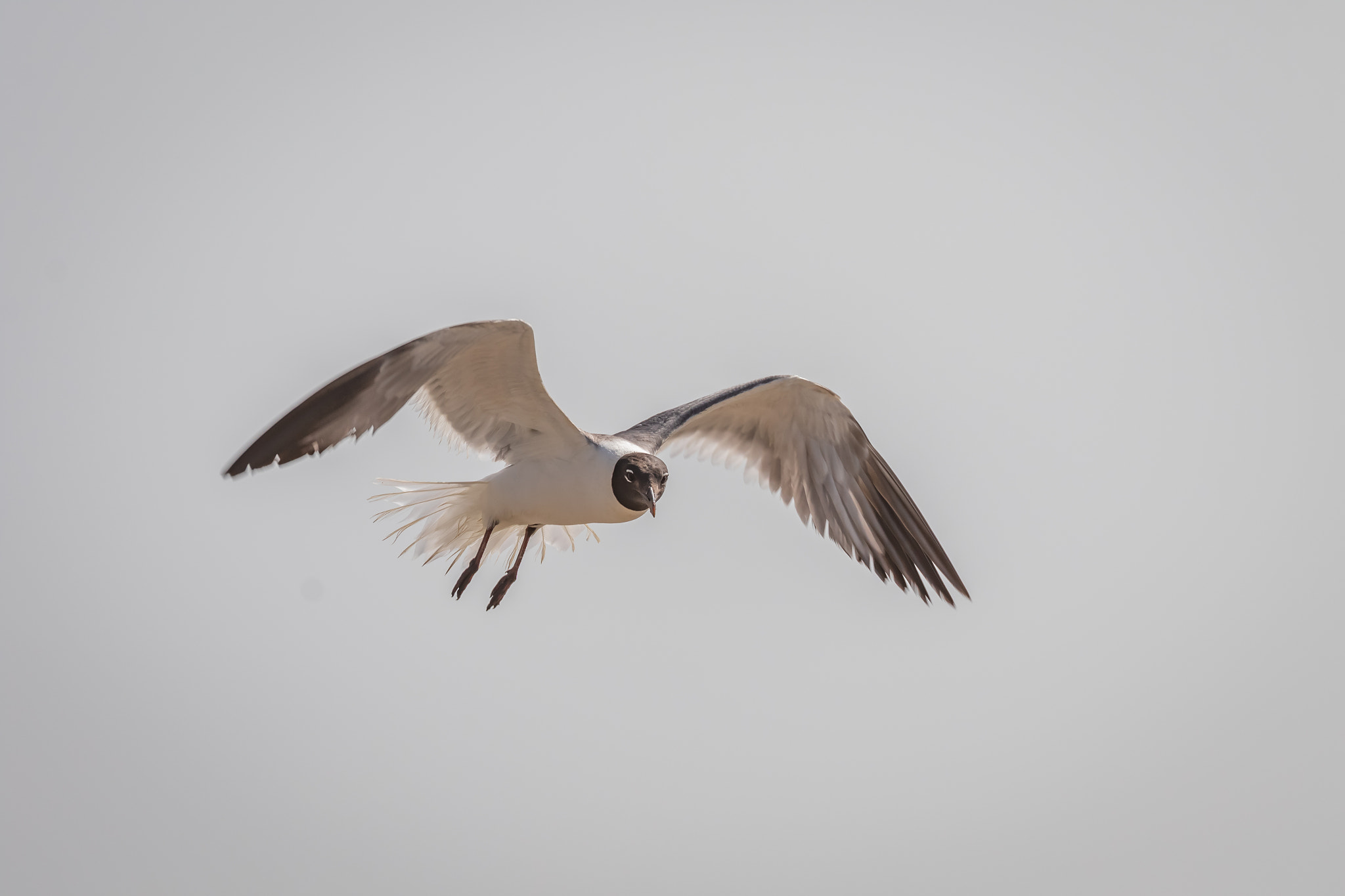 Laughing Gull (Leucophaeus atricilla) in flight.
