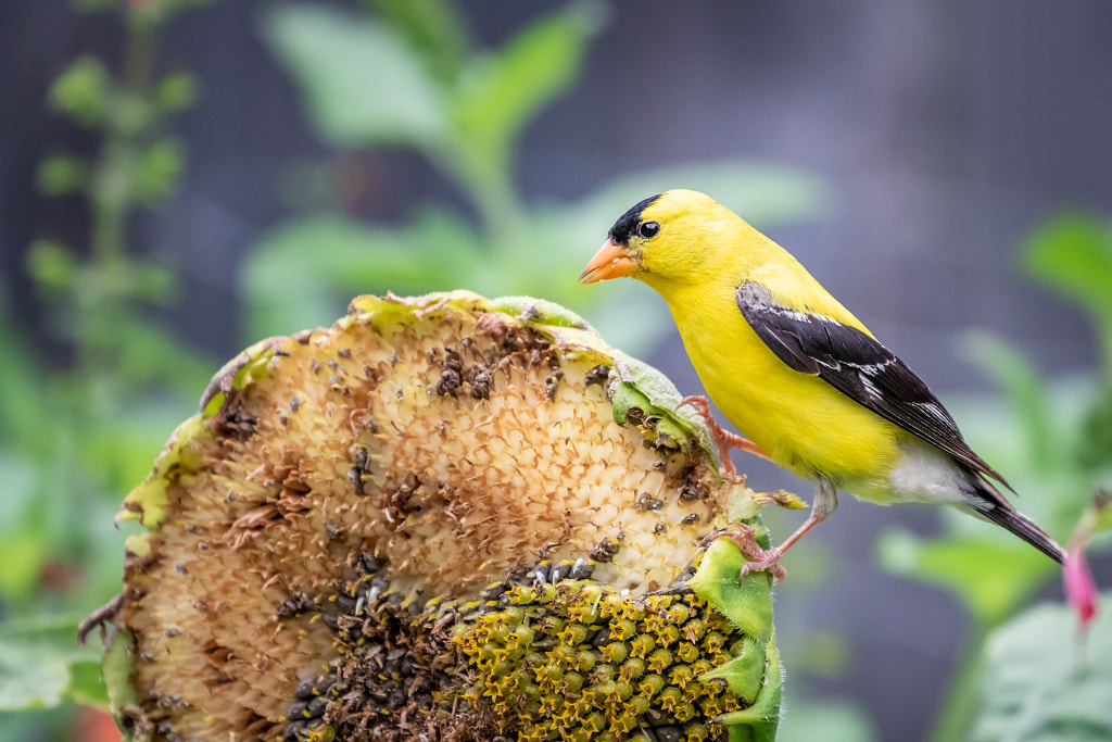 Male Goldfinch (Spinus tristis) eating sunflower seeds in a wild by birds of illinois - birds of illinois field guide - birds of illinois identification birds of illinois winter