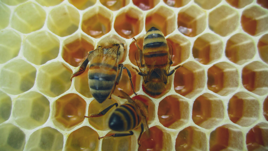 Treble bee by Qais Freewan on 500px.com
