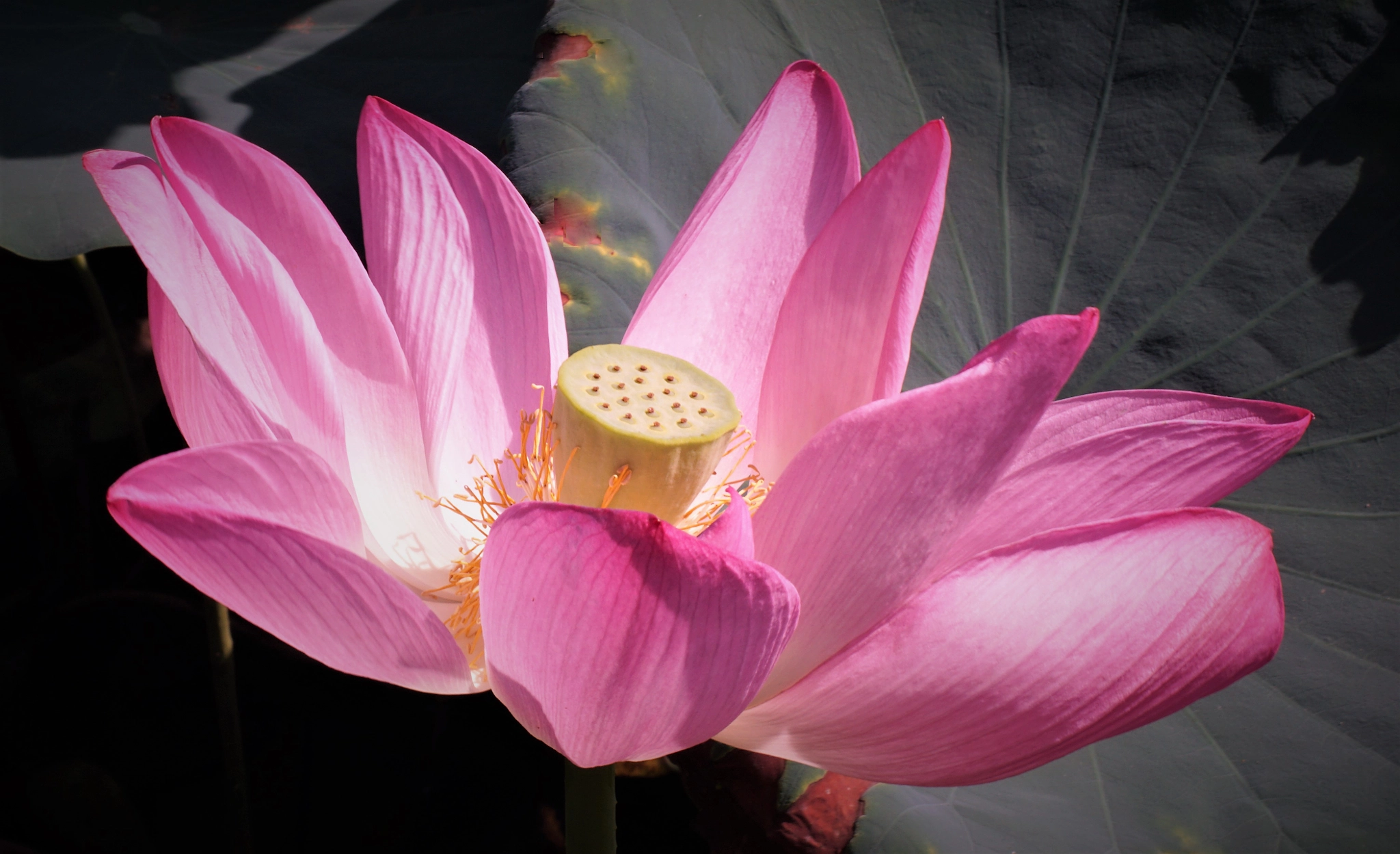 Lotus