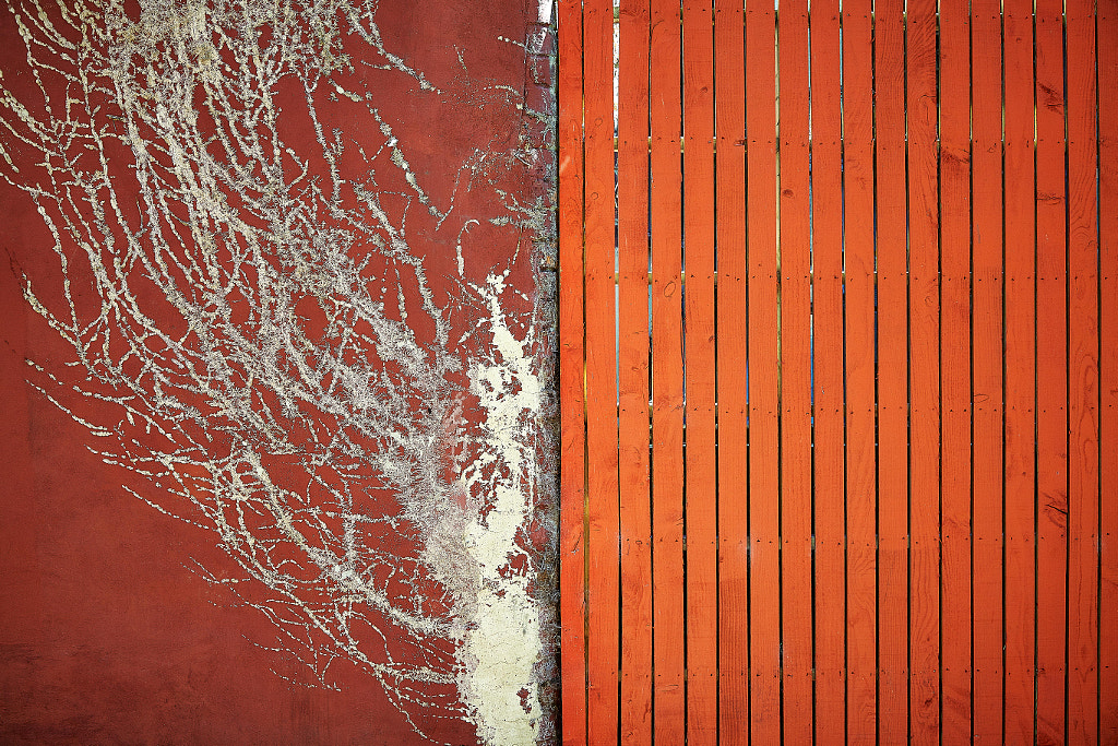 Roots And The Fence by andy d'arcy on 500px.com