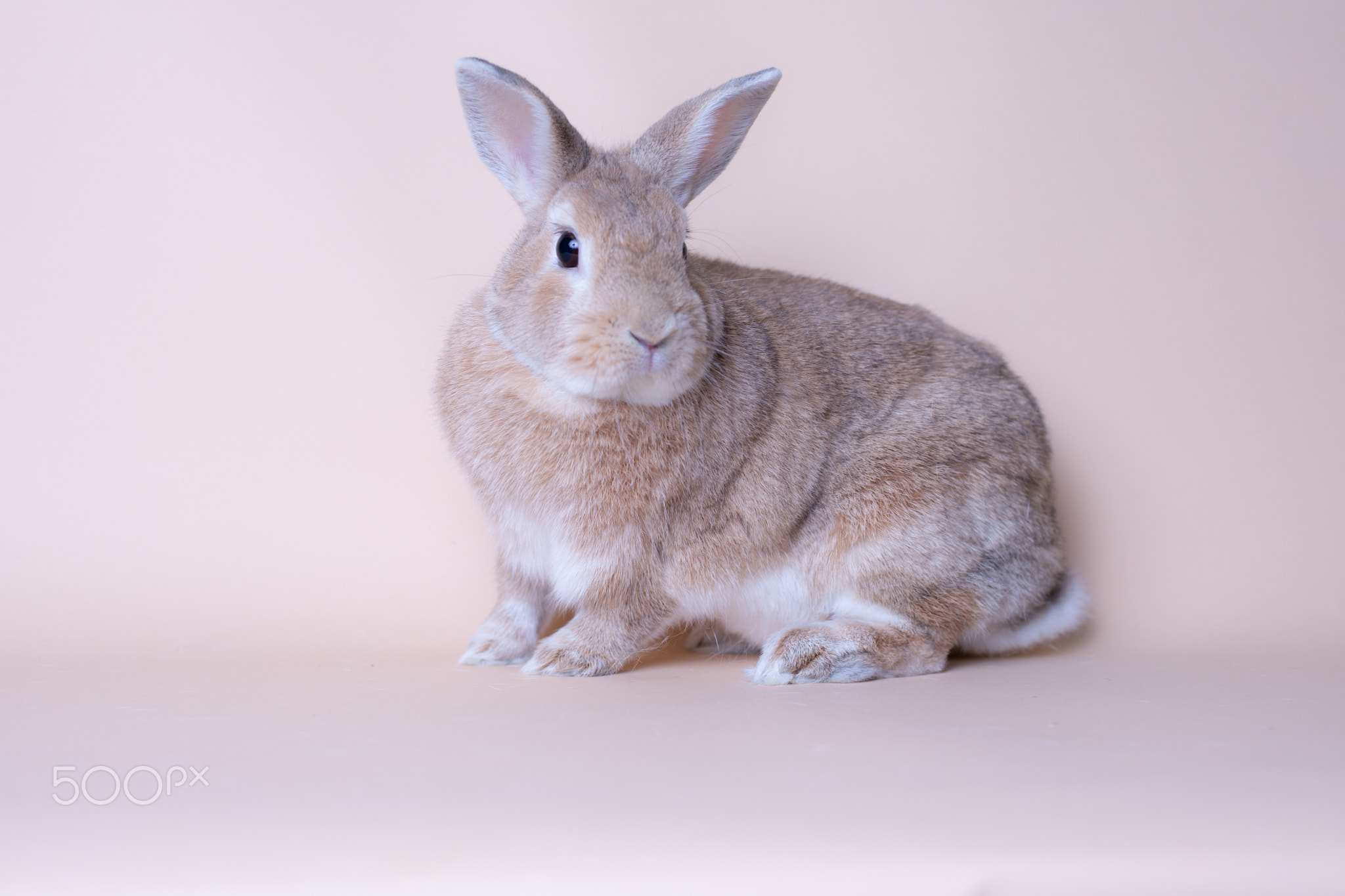 Beautiful baby bunny rabbit looking playfully. Pink solid background, large copy space