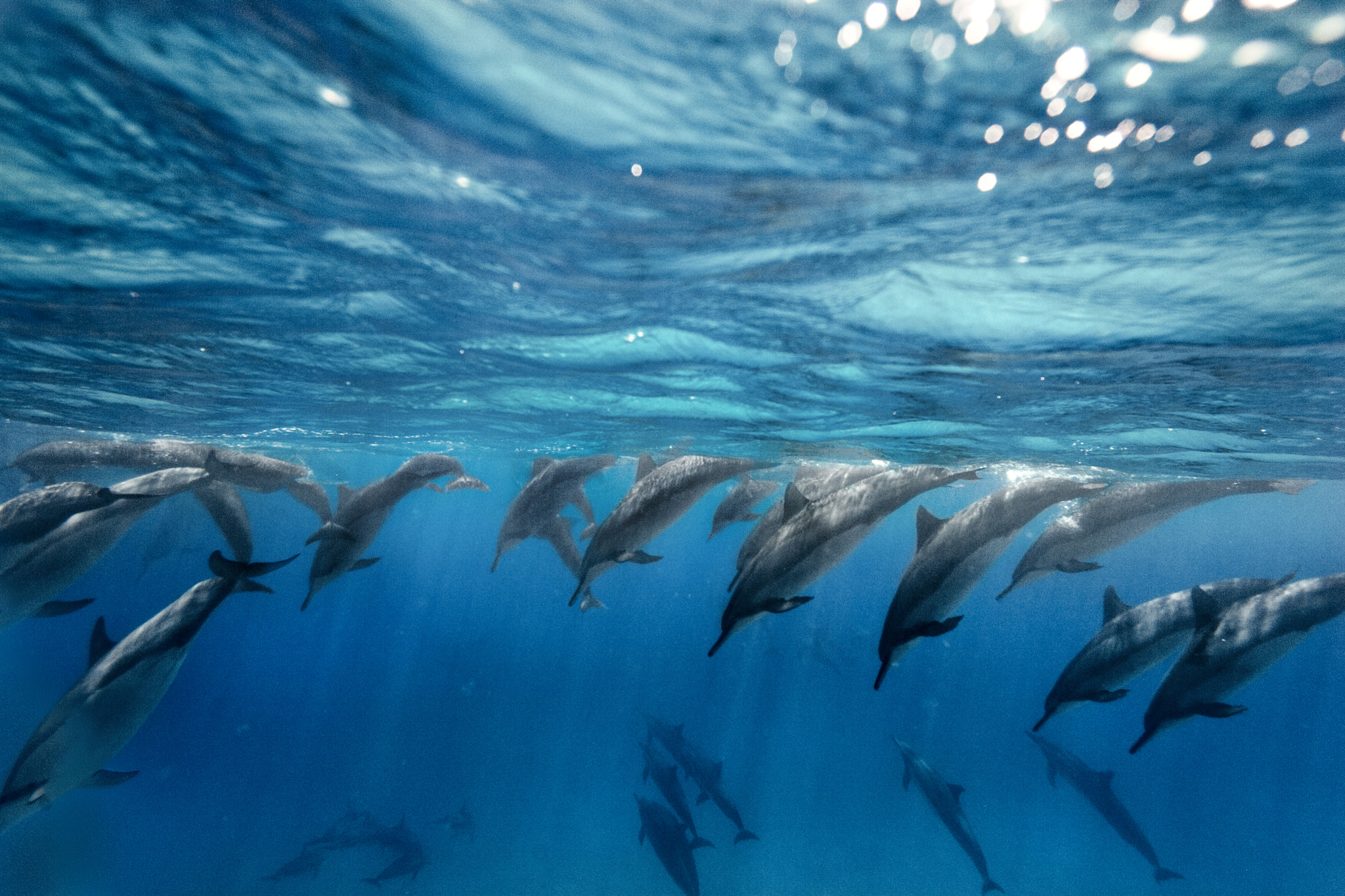 Hawaiian spinner dolphins at Waimea Bay, north shore,04.15.07 by Sean