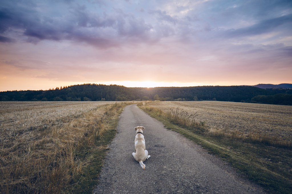 Loyal dog waiting at sunset by Jaromír Chalabala on 500px.com