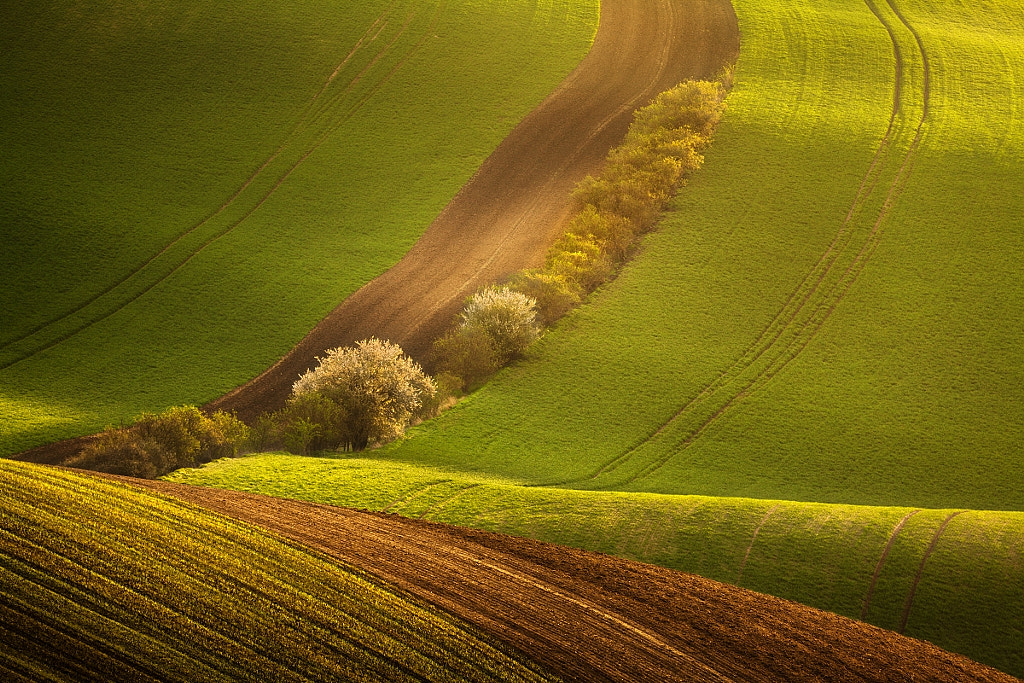 Morning in the fields by Daniel Řeřicha on 500px.com