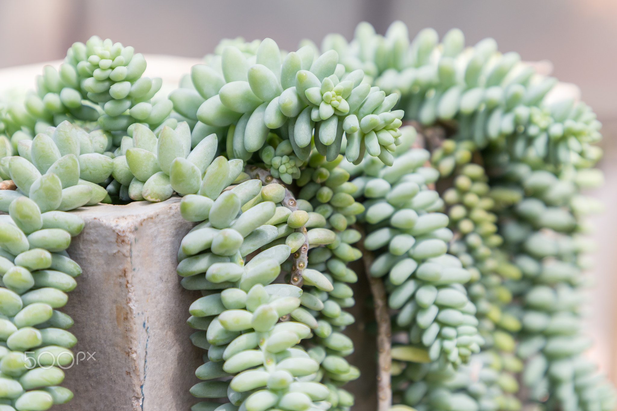 Succulents or cactus in desert botanical garden.