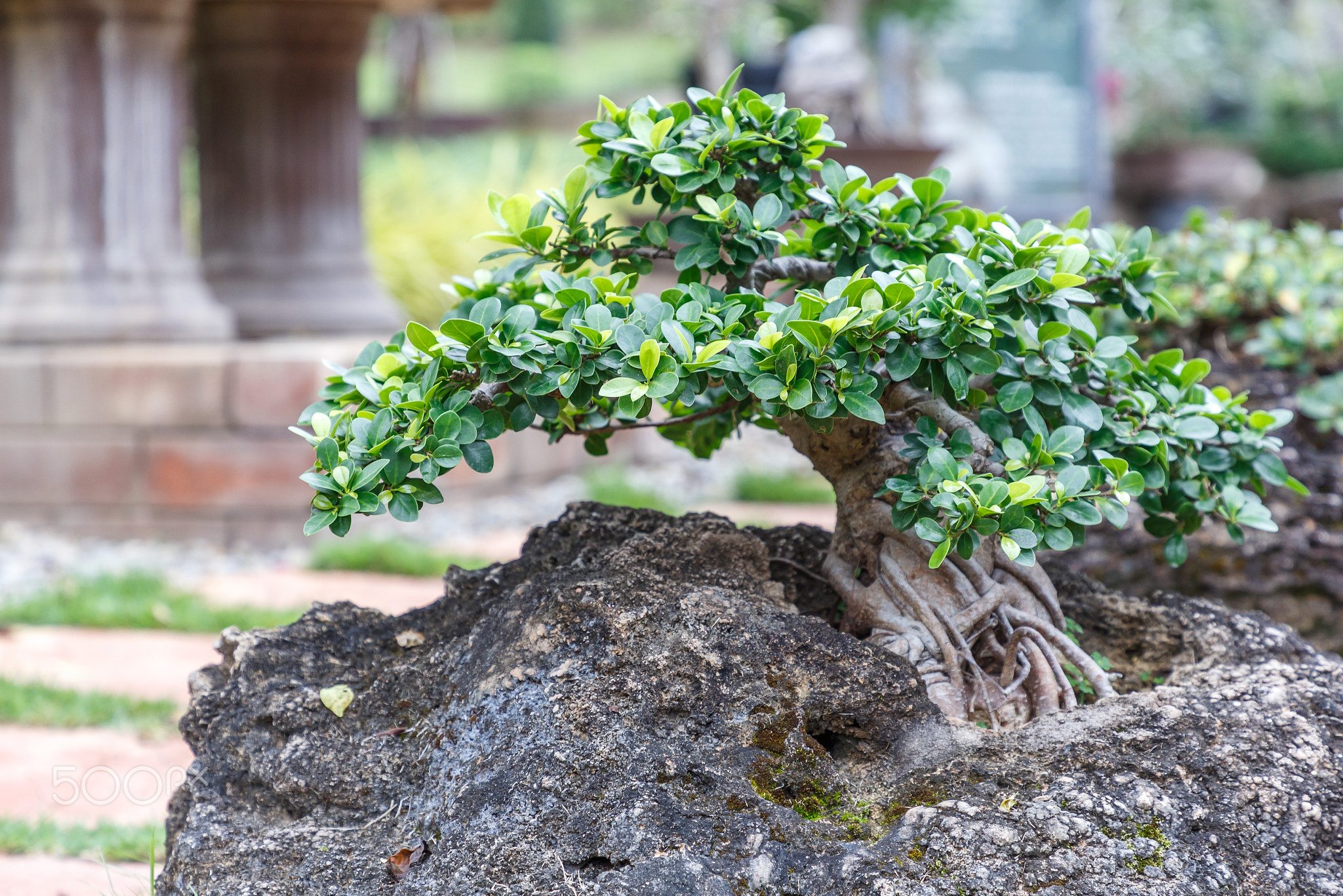 Bonsai tree on ceramic pot in bonsai garden.