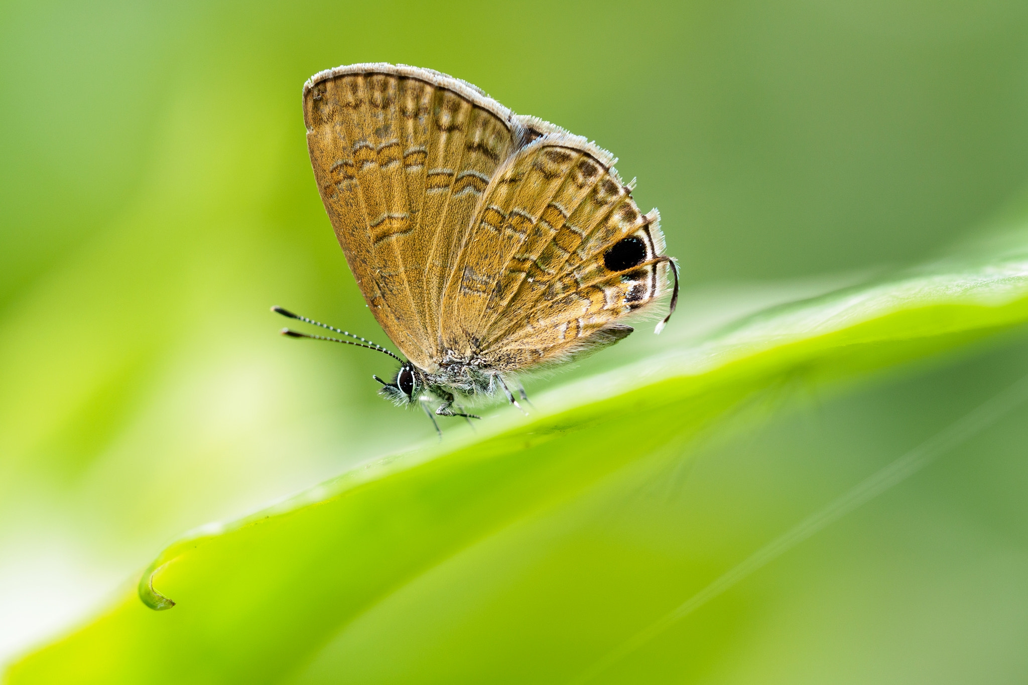 Butterfly in Bokeh