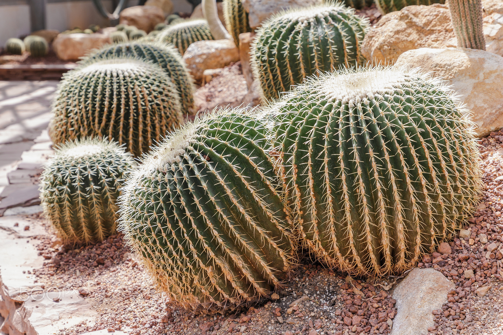 Succulents or cactus in desert botanical garden.