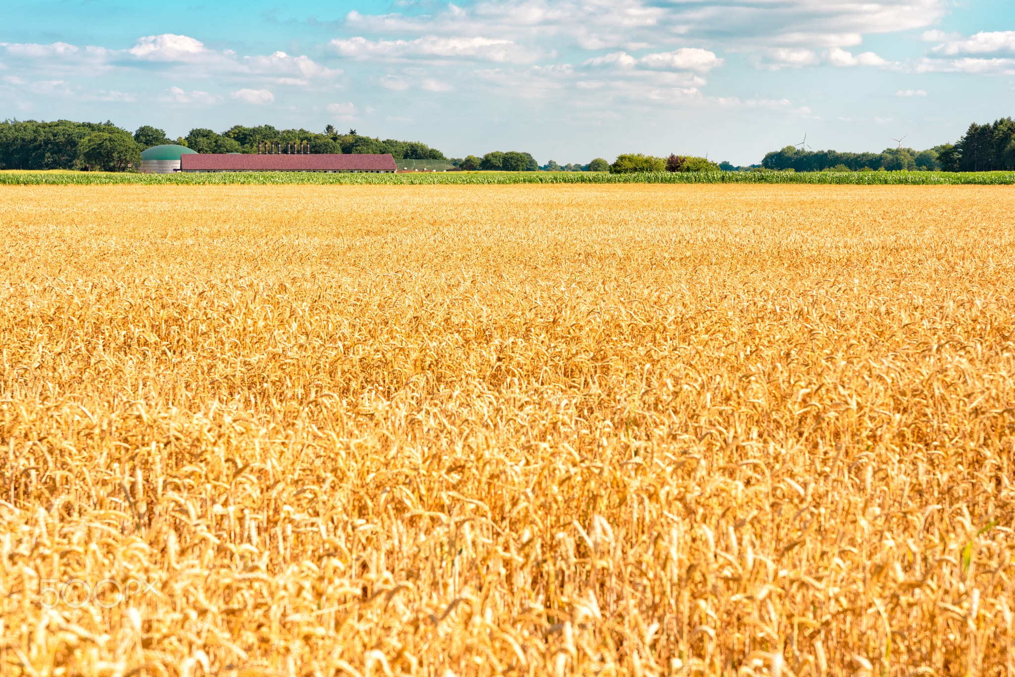 ripe cereals on the big field just before harvesting