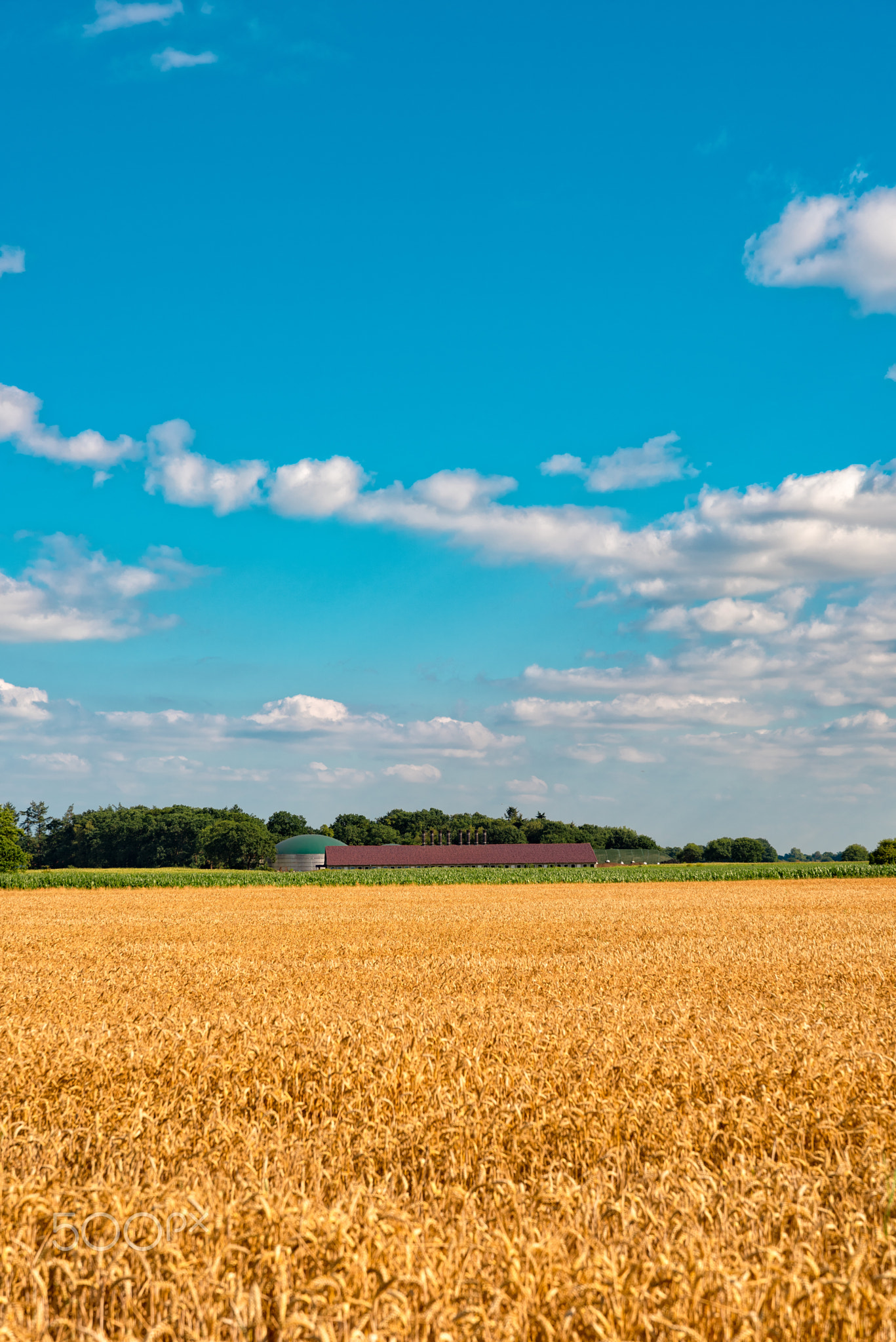 ripe cereals on the big field just before harvesting