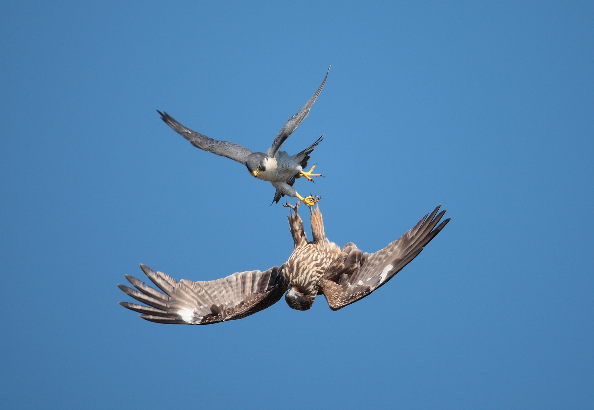 Peregrine Falcon Attacking Black Kite by Asami Akihiro Photo 26954957