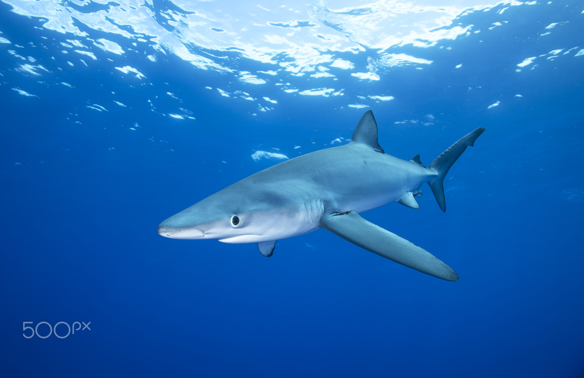 Blue Shark