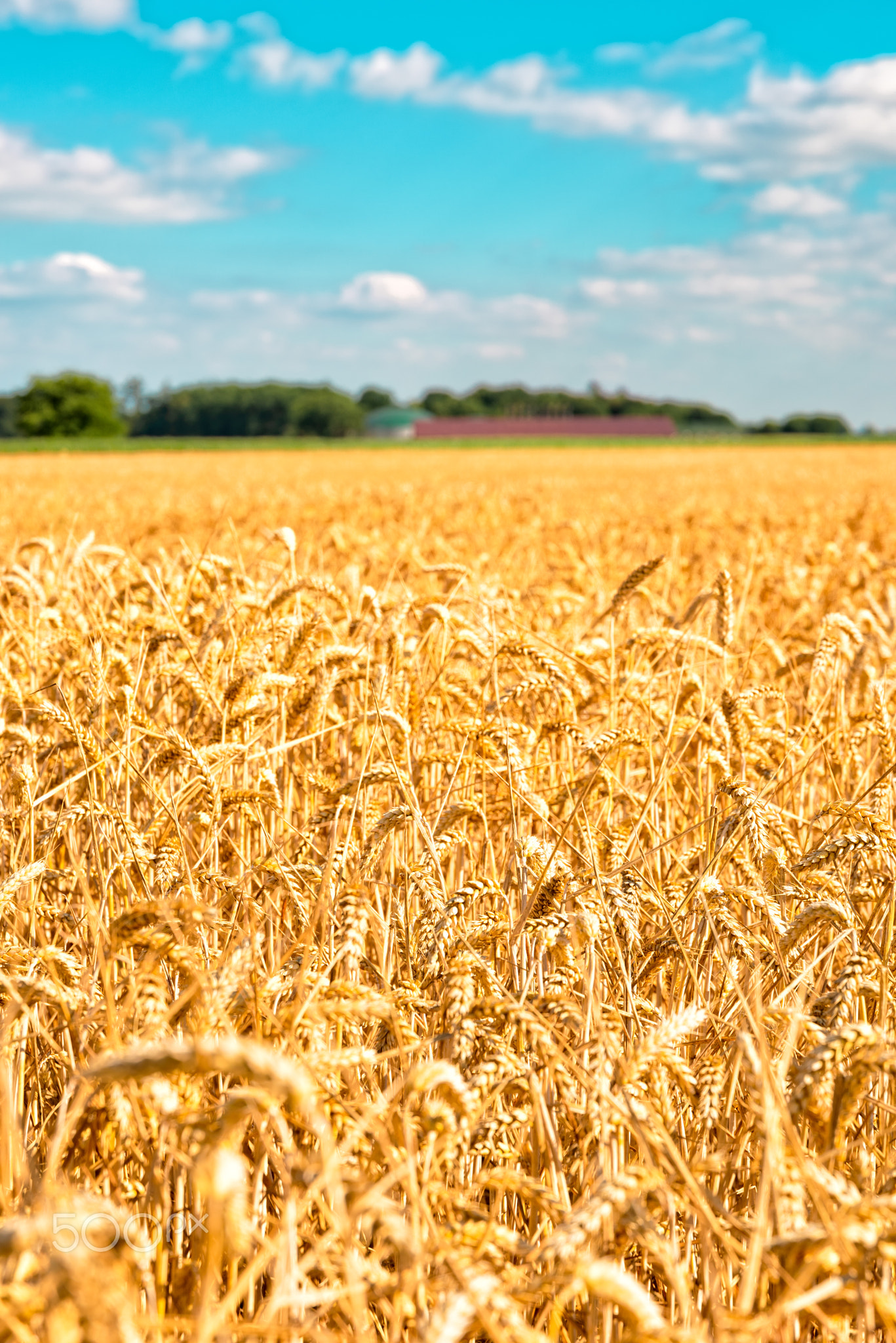 ripe cereals on the big field just before harvesting