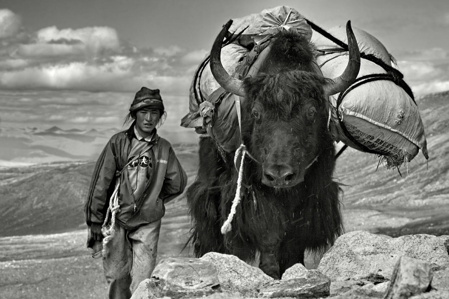 The yak man by Javier Camacho Gimeno | 500px
