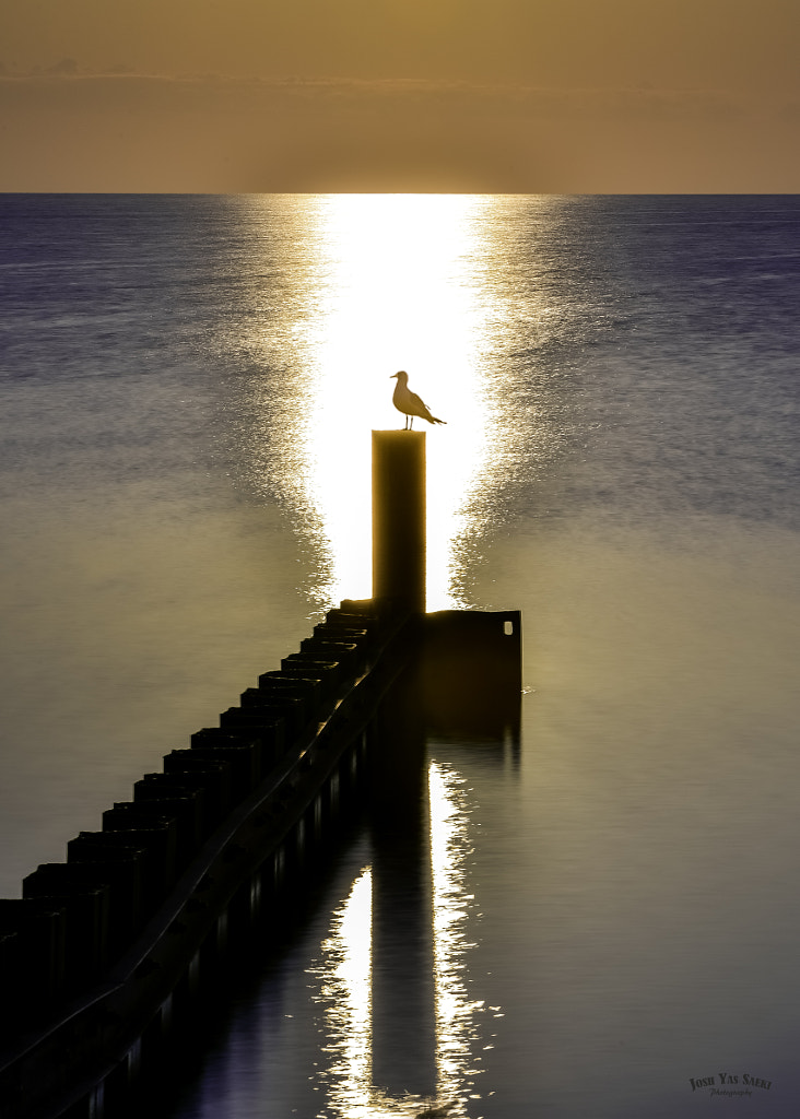 Bright morning sunshine and gull, автор — Josh Saeki на 500px.com