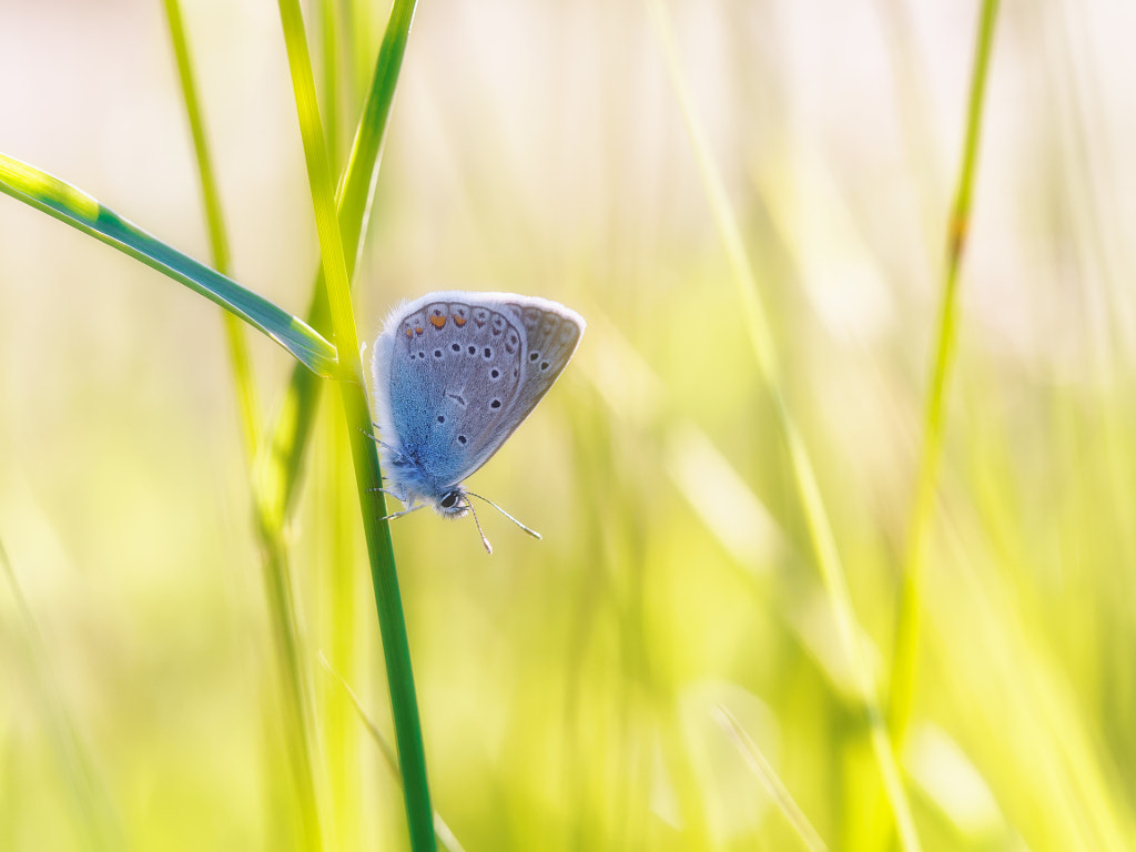 In grass by Konstantin Selezenev on 500px.com